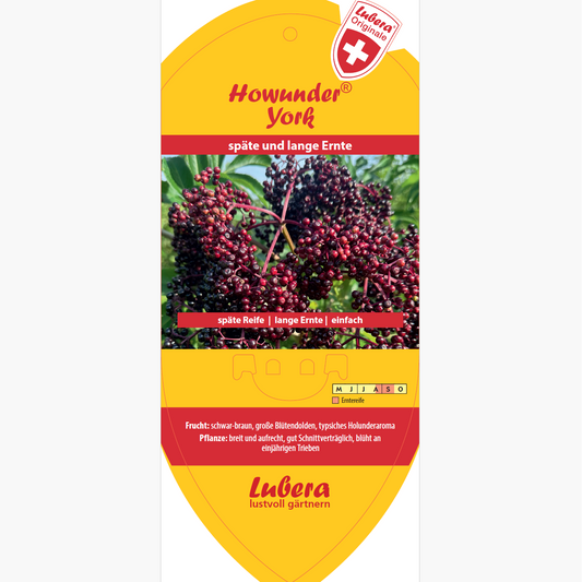 Bildetiketten - Sambucus canadensis Howunder® 'York'