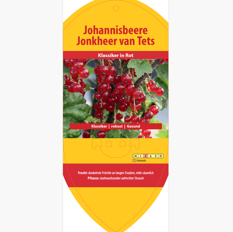 Bildetiketten - Ribes rubrum 'Jonkheer van Teets'