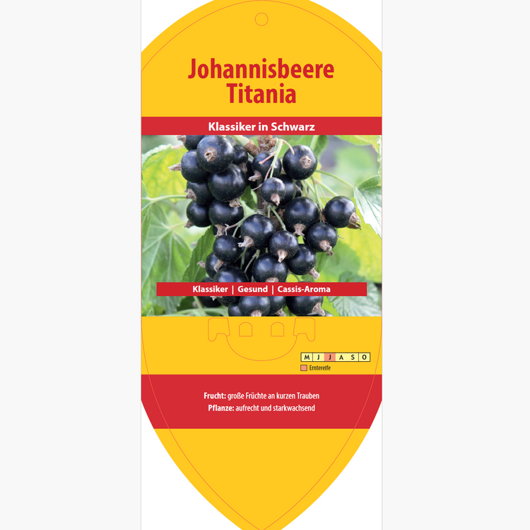 Bildetiketten - Ribes nigrum 'Titania'