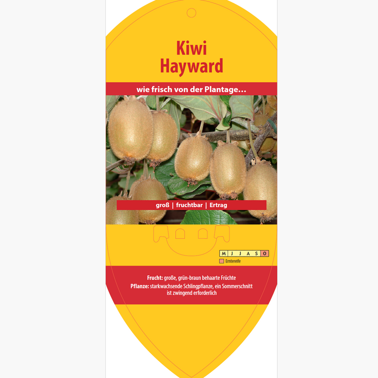 Picture labels - Actinidia deliciosa 'Hayward'