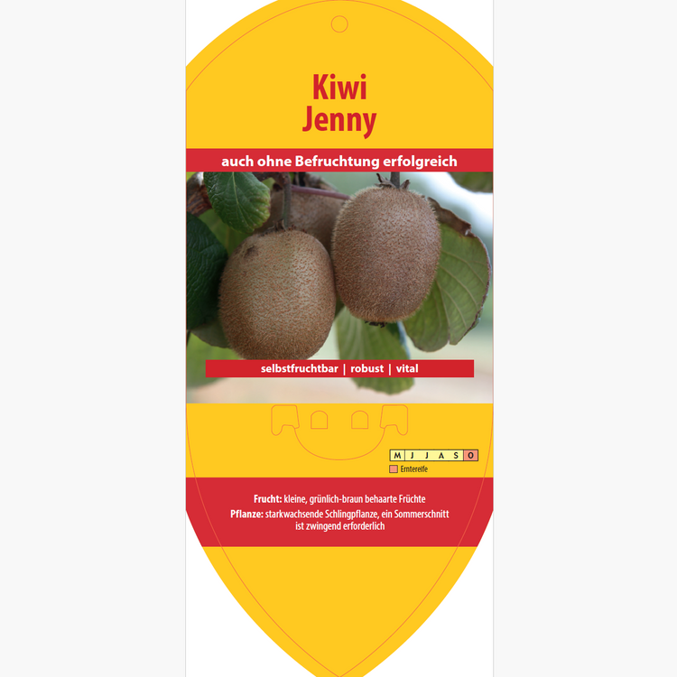 Picture labels - Actinidia deliciosa 'Jenny'
