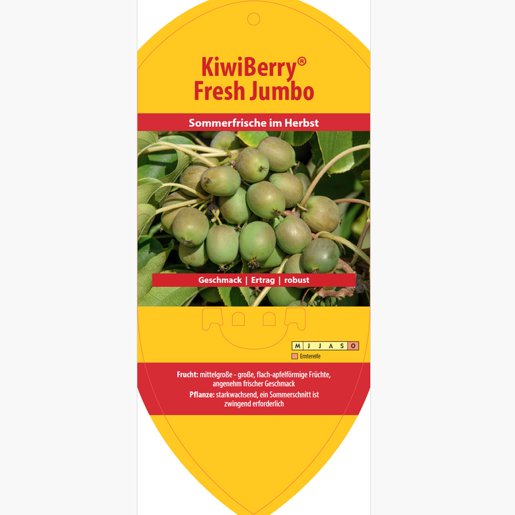 Picture labels - Actinidia arguta 'Fresh Jumbo'