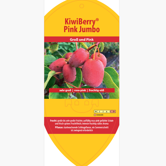 Picture labels - Actinidia arguta 'Pink Jumbo'