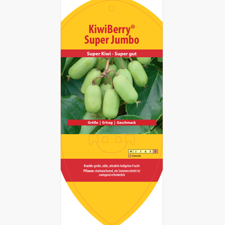 Bildetiketten - Actinidia arguta 'Super Jumbo'