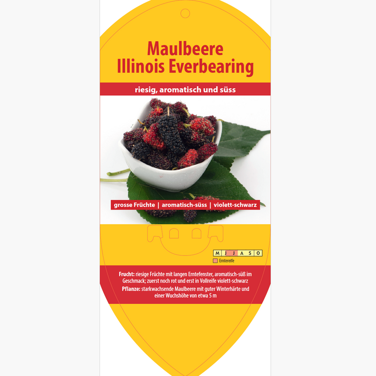 Bildetiketten - Morus sp. 'Illinois Everbering'