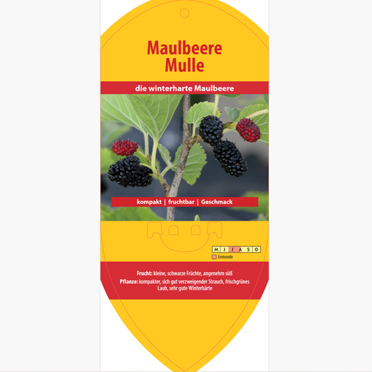 Picture labels - Morus sp. 'Mull'