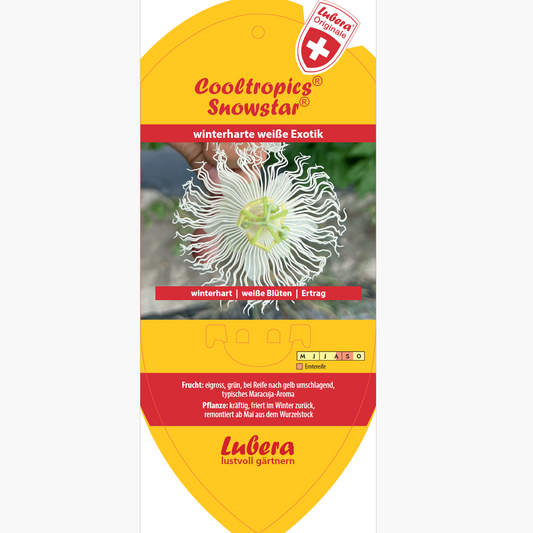 Bildetiketten - Passiflora incarnata Cooltropics® Snowstar®