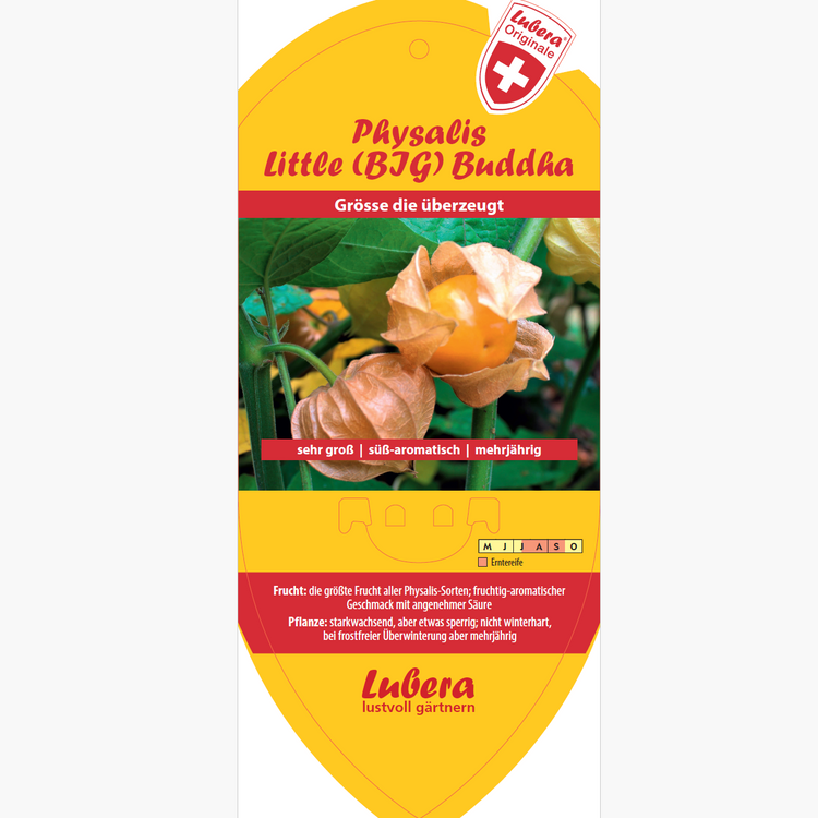 Bildetiketten - Physalis 'Little (BIG) Buddha'