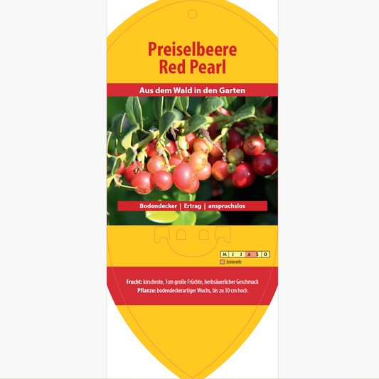 Picture labels - Vaccinium vitis-idea 'Red Pearl'