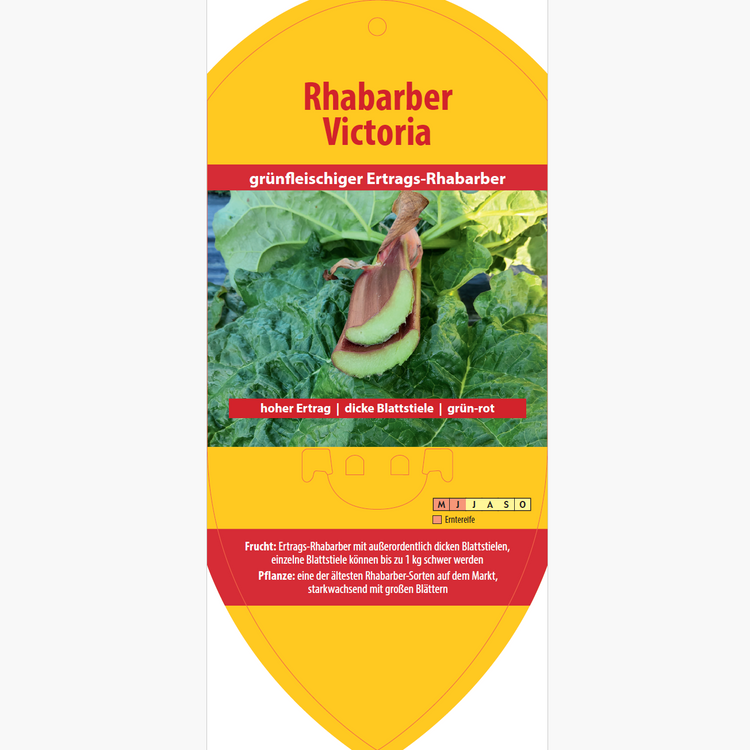 Bildetiketten - Rheum rha. 'Victoria'
