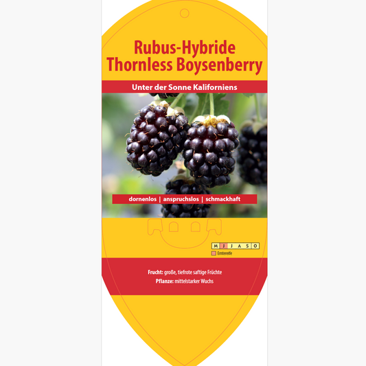 Picture labels - Rubus hybr. 'Thornless Boysenberry'