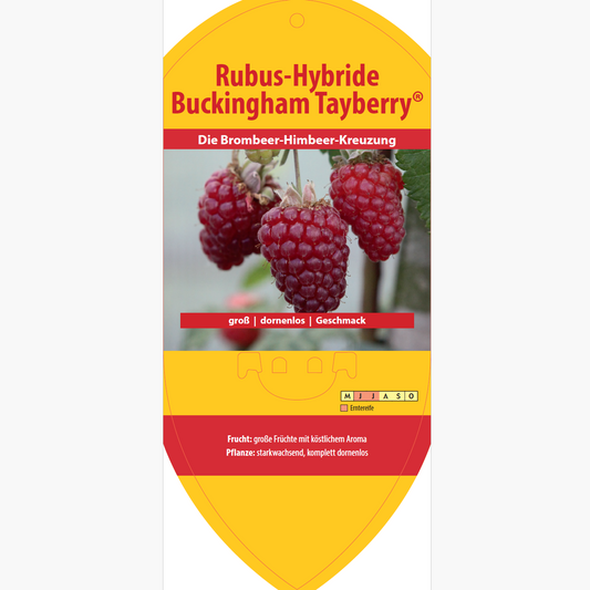 Picture labels - Rubus hybr. 'Buckingham Tayberry'