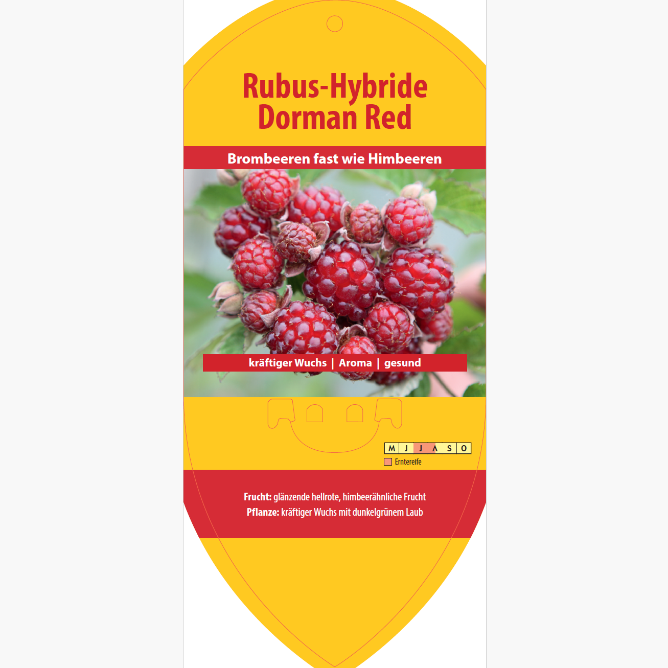Picture labels - Rubus hybr. 'Dorman Red'