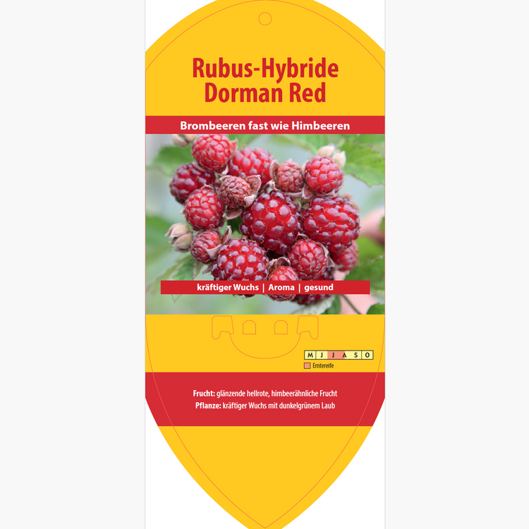 Picture labels - Rubus hybr. 'Dorman Red'