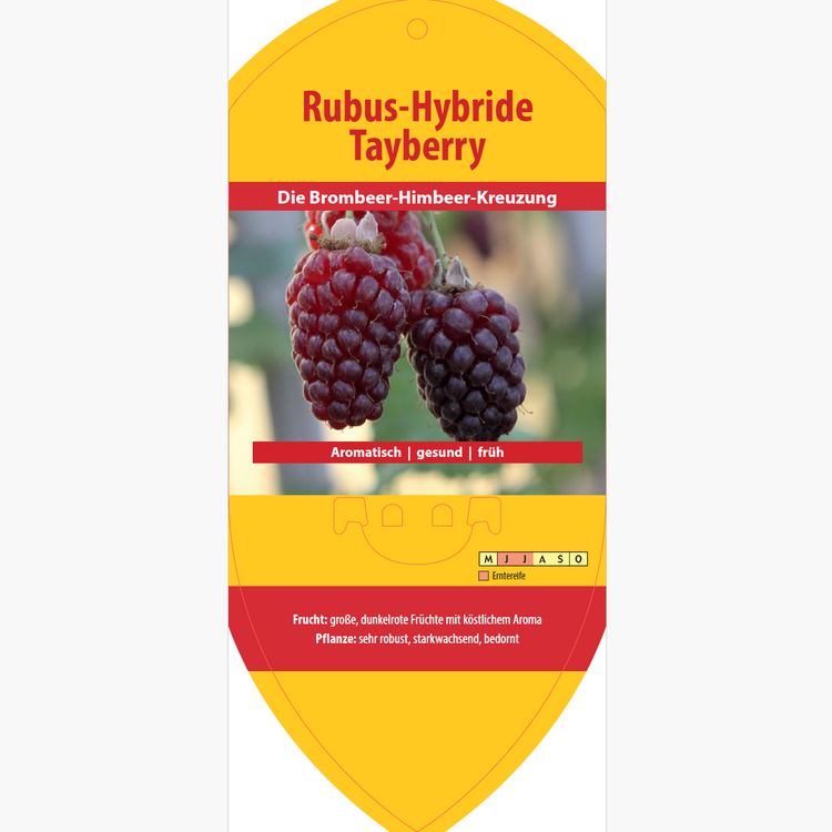 Bildetiketten - Rubus hybr. 'Tayberry'