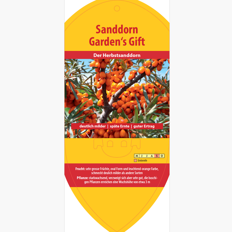 Bildetiketten - Hippophae rham. 'Gardens Gift'