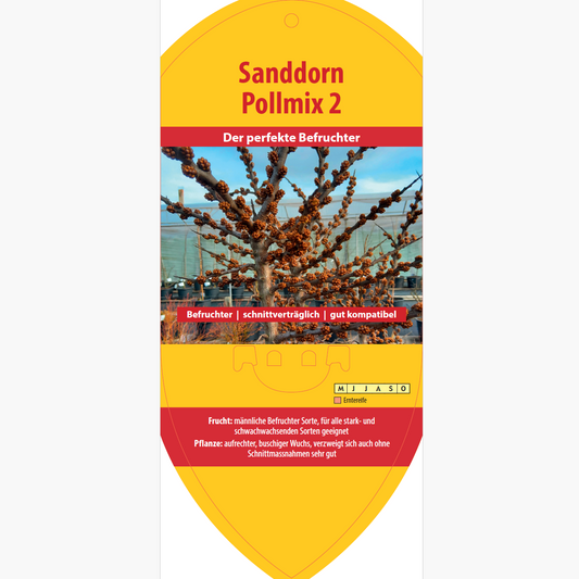 Bildetiketten - Hippophae rham. 'Pollmix 2'