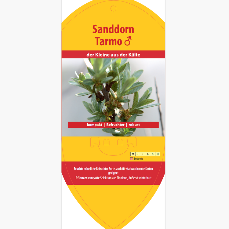 Bildetiketten - Hippophae rham. 'Tarmo'