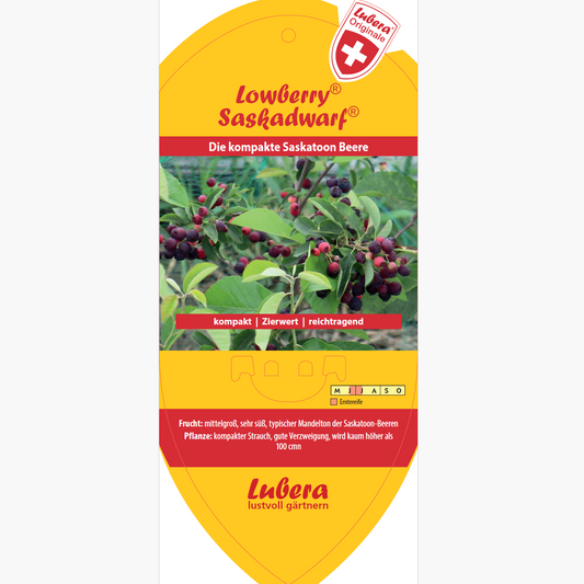 Bildetiketten - Amelanchier Hybride Lowberry® 'Saskadwarf®'