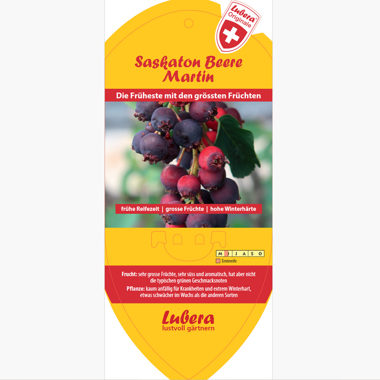 Picture labels - Amelanchier alnifolia 'Martin'