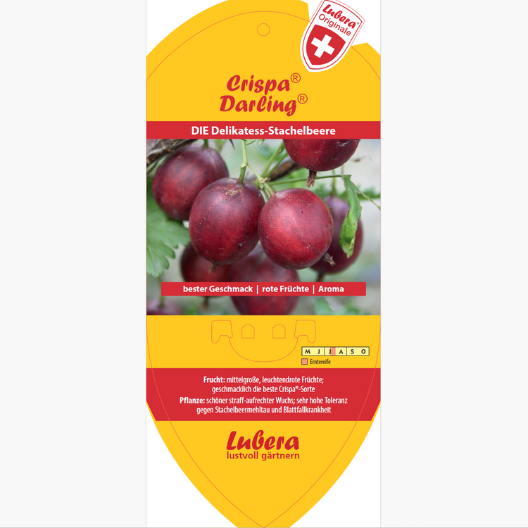 Bildetiketten - Ribes uva-crispa Crispa® 'Darling®'