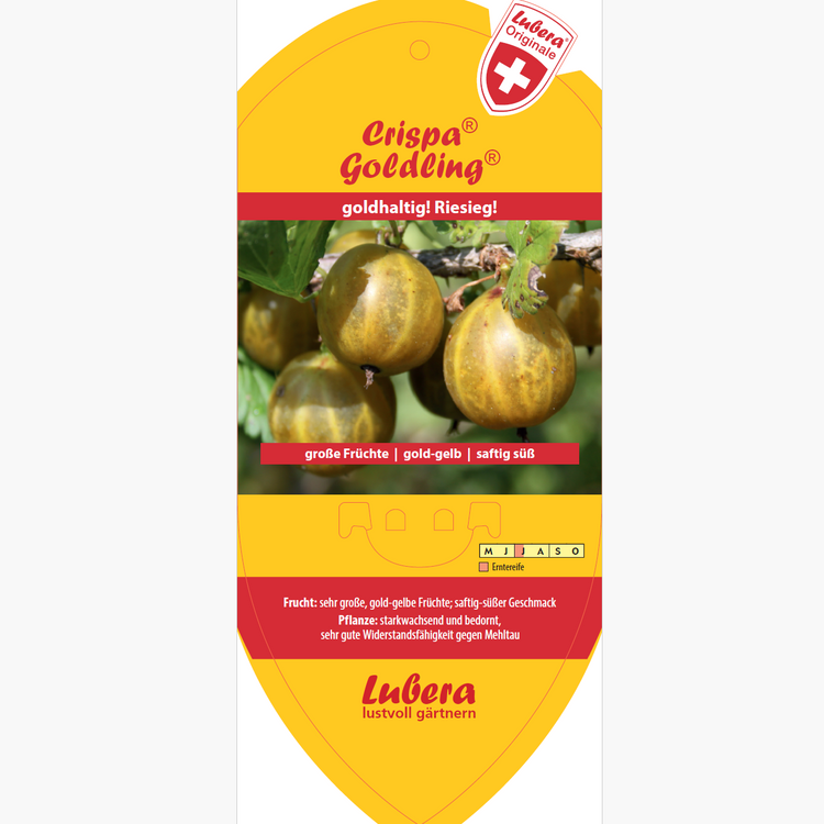 Bildetiketten - Ribes uva-crispa Crispa® 'Goldling®'
