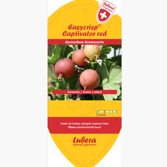 Bildetiketten - Ribes uva-crispa 'Captivator red'