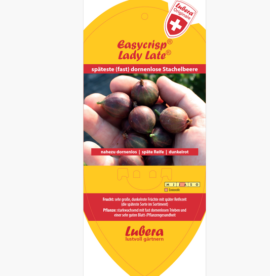 Picture labels - Ribes uva-crispa Easycrisp® 'Lady Late®'