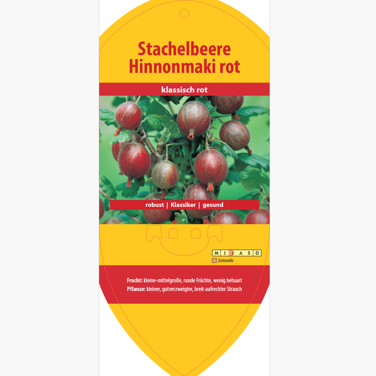Bildetiketten - Ribes uva-crispa 'Hinnonmaki red'