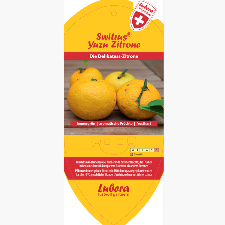Bildetiketten - Citrus x junos 'Yuzu'