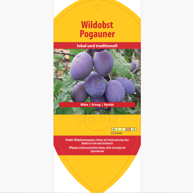 Bildetiketten - Prunus dom. 'Pogauner'