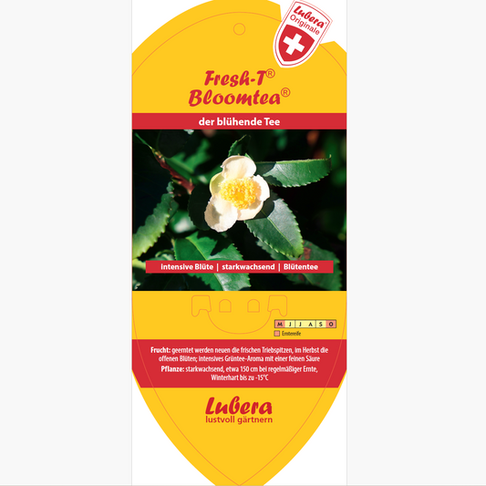 Bildetiketten - Camellia sinensis Fresh-T® 'Bloomtea®'