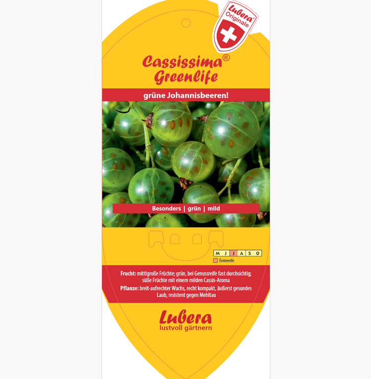 Bildetiketten - Ribes nigrum 'Green Life®'
