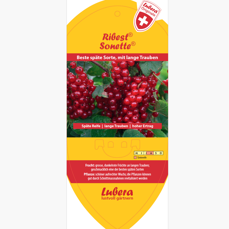 Bildetiketten - Ribes rubrum Ribest® 'Sonette®'