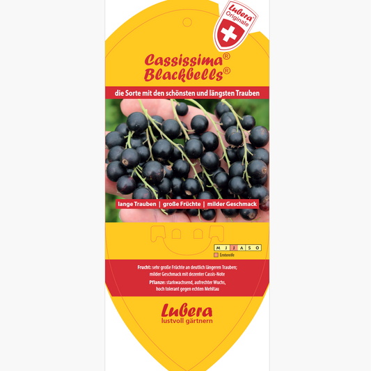 Picture labels - Ribes nigrum Cassissima® 'Blackbells®'
