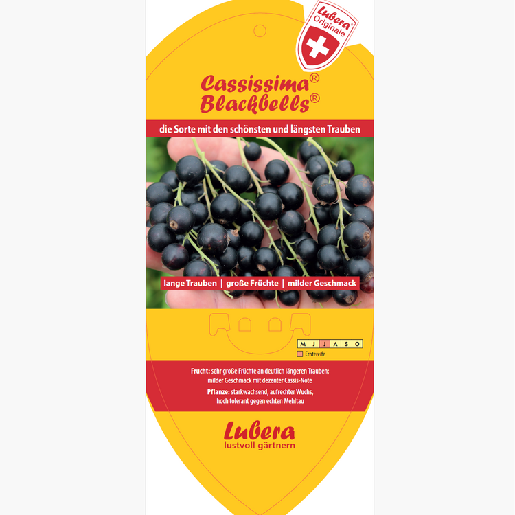 Bildetiketten - Ribes nigrum Cassissima® 'Blackbells®'