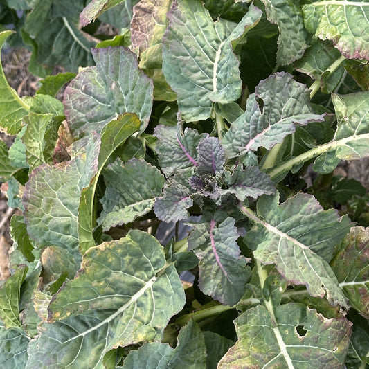 Everkale® 'Greenwave®' young plants