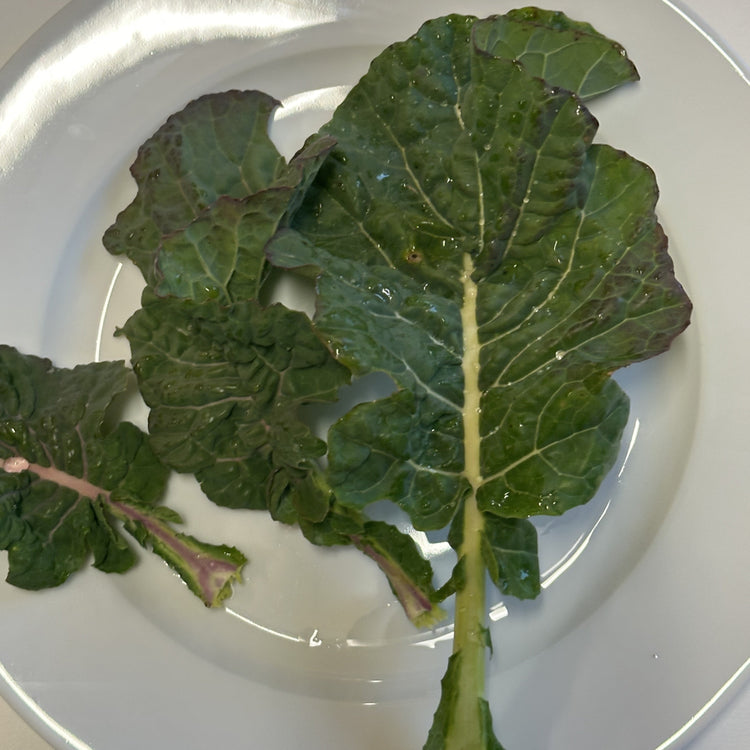 Baumkohl Everkale® 'Greenwave®'-Jungpflanzen