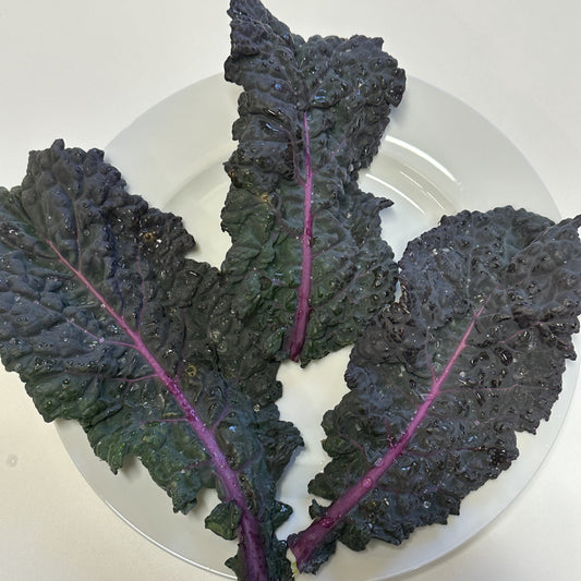 Everkale® 'Palmylilly®'-Jungpflanzen