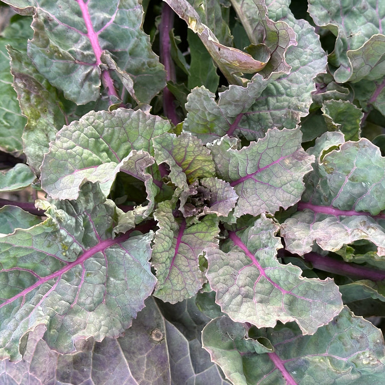Baumkohl Everkale® 'Running Blush®'-Jungpflanzen