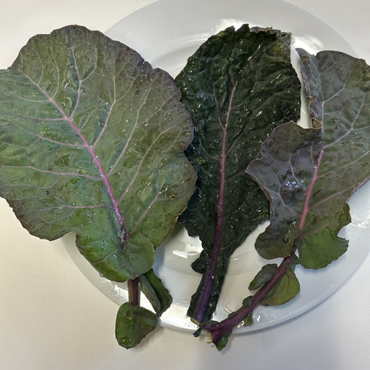 Baumkohl Everkale® 'Running Blush®'-Jungpflanzen