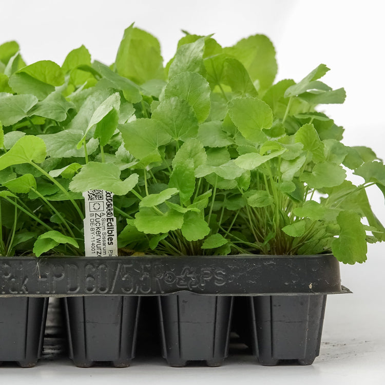 Zuckerwurzel-Jungpflanzen