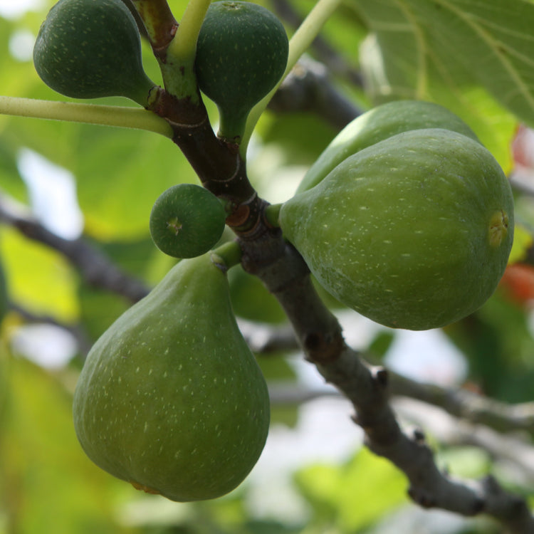 Fig Desert King young plants