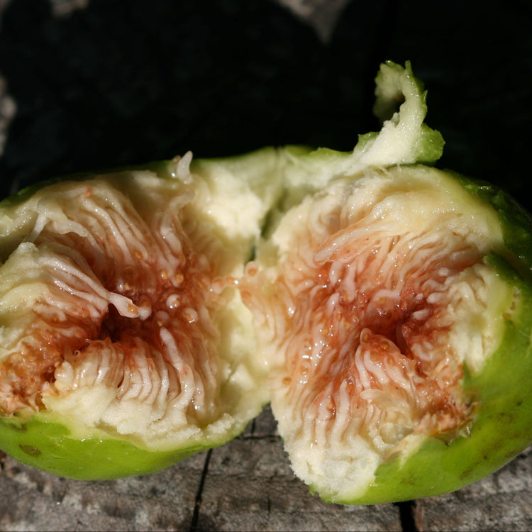 Fig Gustis® Ficcolino® young plants