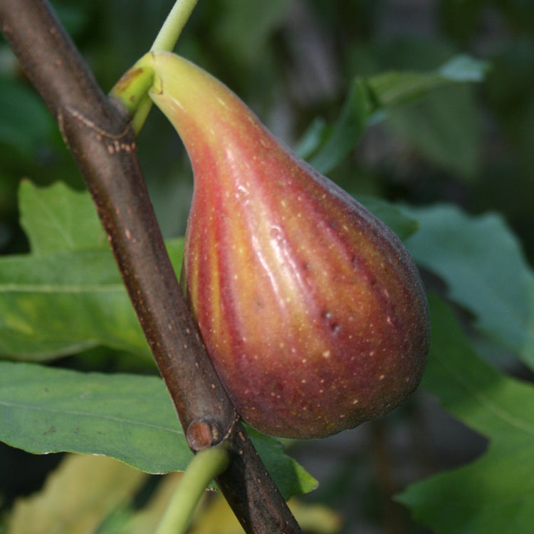 Fig Gustis® Perretta® young plants