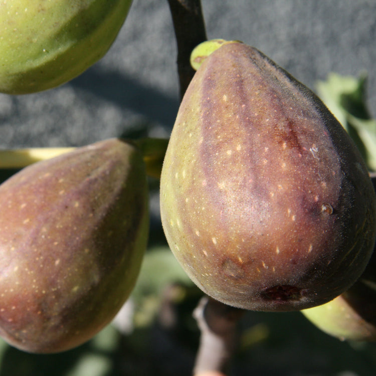 Fig Gustis® Twotimer® young plants