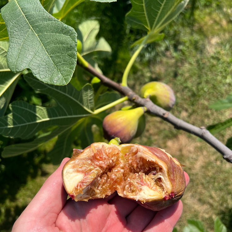 Feige Madeleine des 2 Saisons-Jungpflanzen