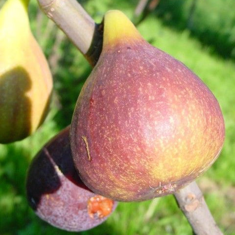 Feige Madeleine des 2 Saisons-Jungpflanzen