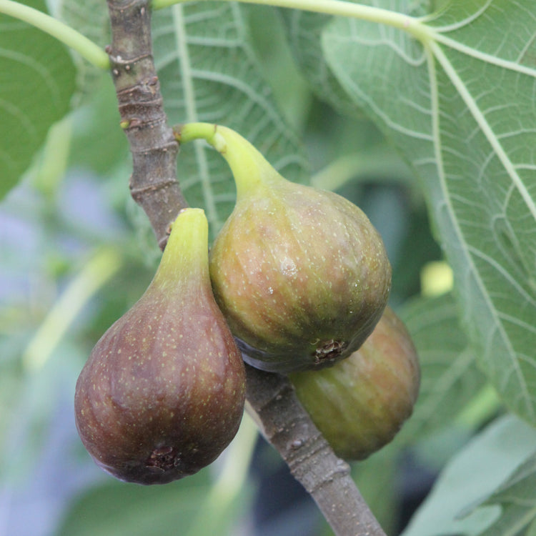 Fig Brown Turkey young plants