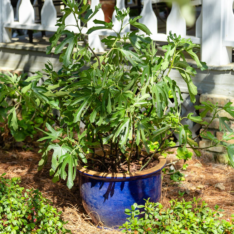 Fig Little Miss Figgy (LMF01-PBR-) young plants